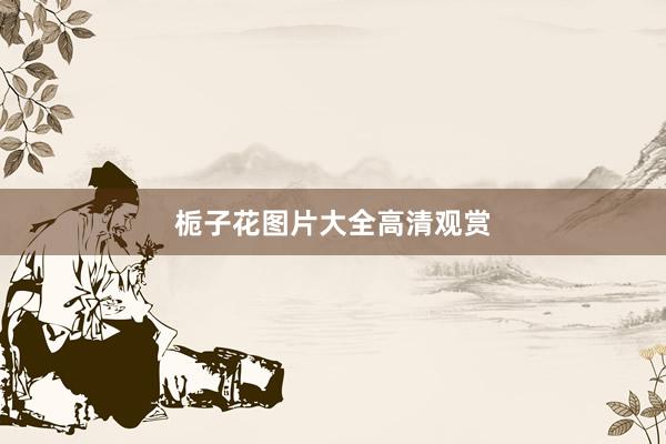 栀子花图片大全高清观赏